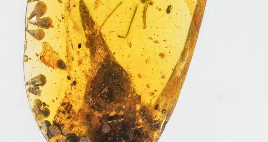 smallest dinosaur in amber