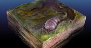 Fossilized Burrow Of Ikaria Wariootia