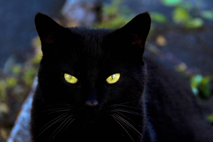 Glowing Cat Eyes