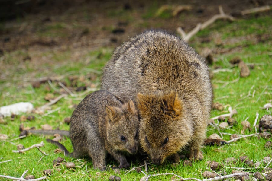 Meet The Quokka, The Smiling Marsupial Of Western Australia