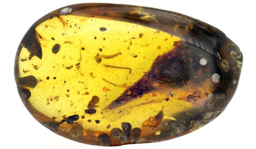 Smallest Dinosaur In Amber