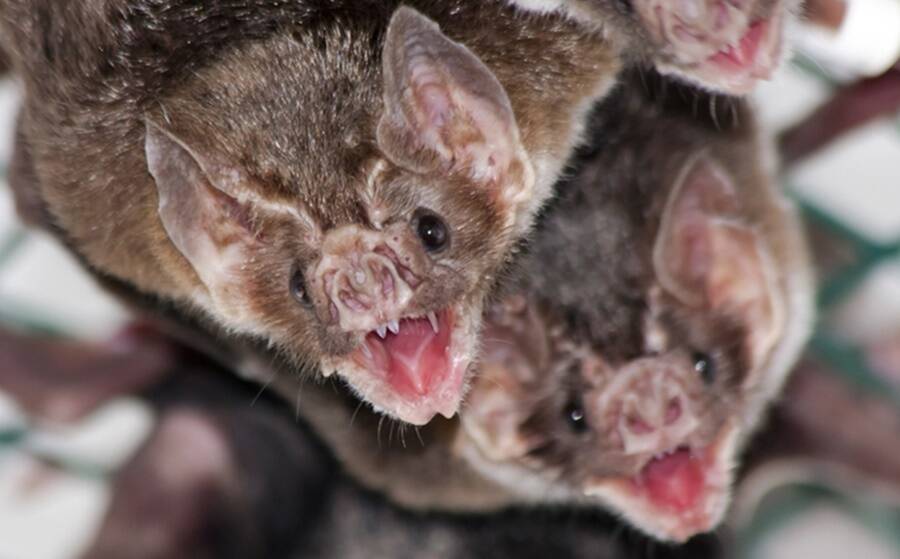 Pair Of Vampire Bats