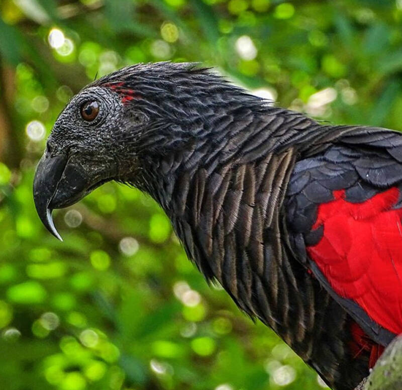 Pesquet Parrot Detail Face
