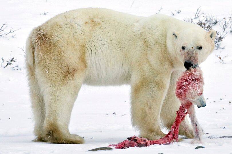 Polar Bear Eating Polar Bear