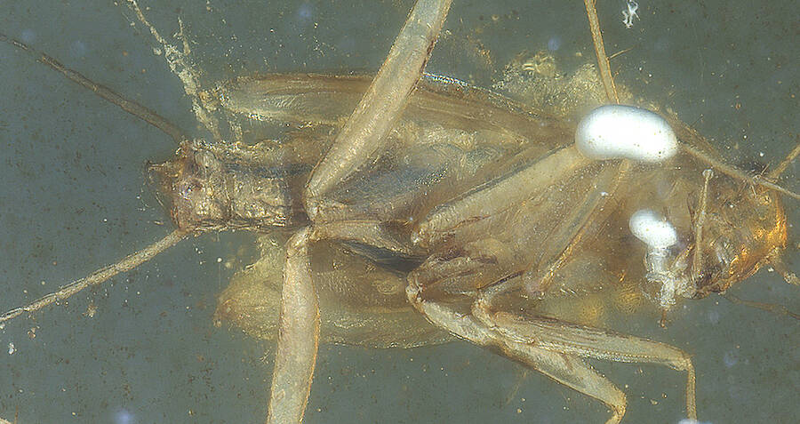 Two New Ancient Species Of Cockroach Found Preserved In Amber