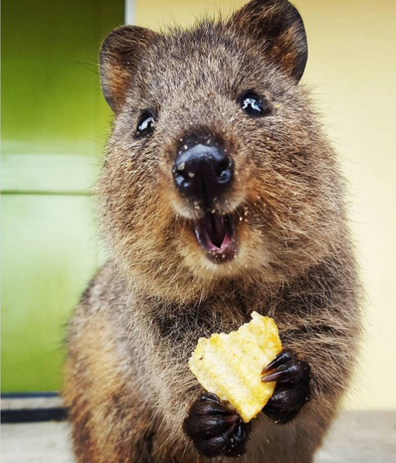 Quokka Animal Eats Chip