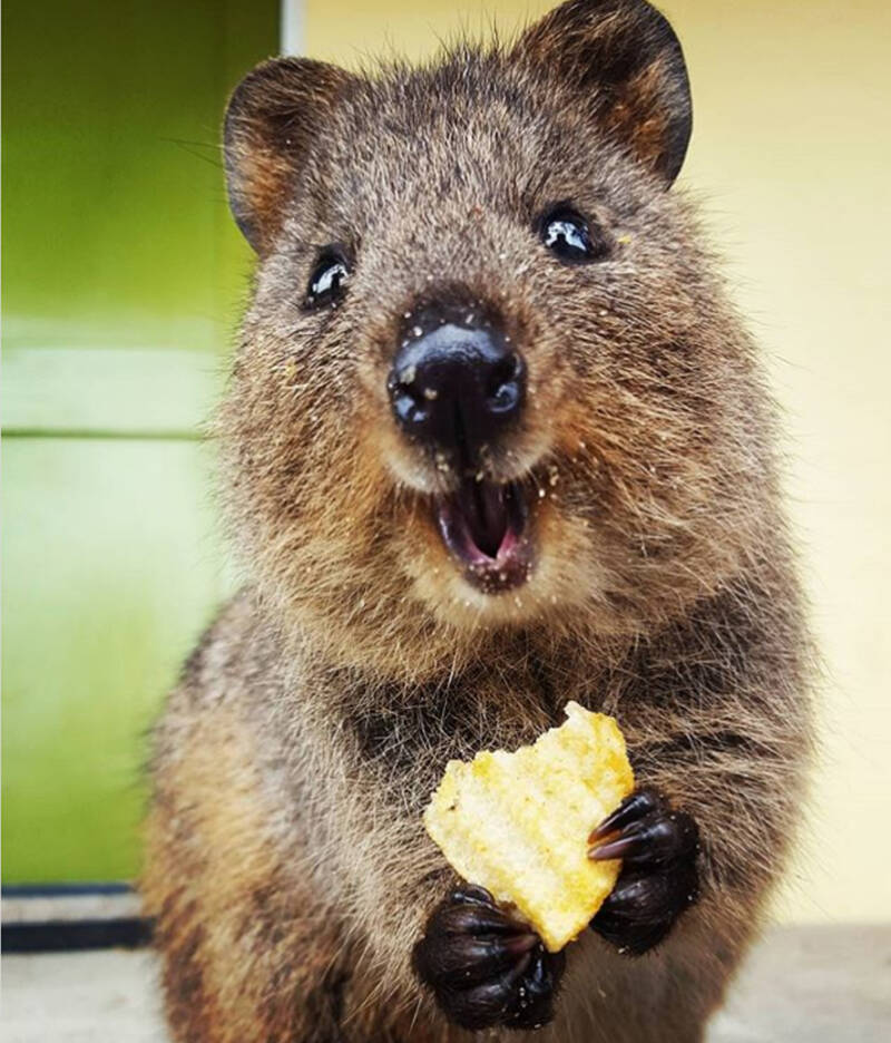Meet The Quokka The Smiling Marsupial Of Western Australia Meet The Quokka The Smiling Marsupial Of Western Australia