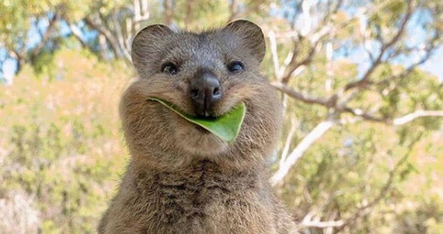 A cute quokka chewing a leaf.