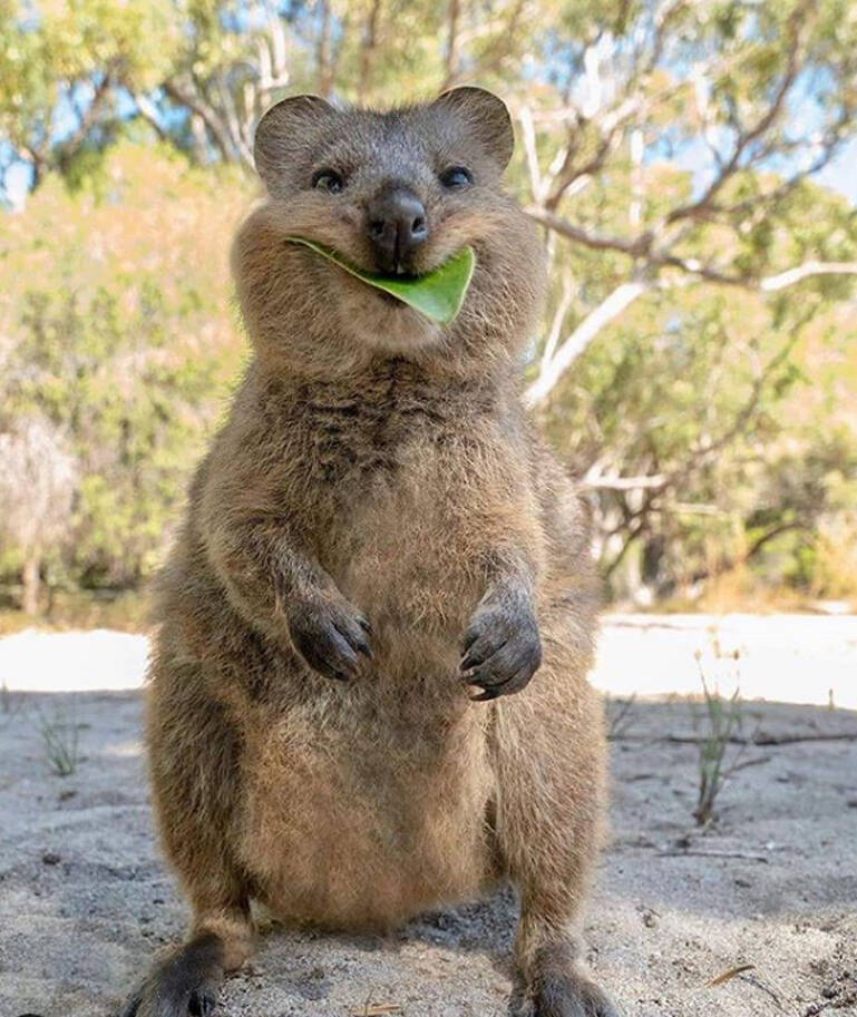 Meet The Quokka, The Smiling Marsupial Of Western Australia