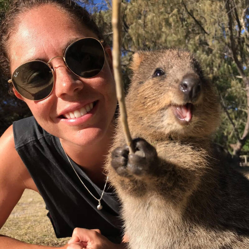 Quokkas Selfies Quokkas Selfies