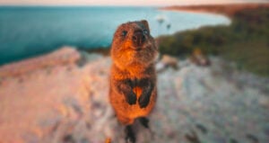 Quokka Smiling At A Camera