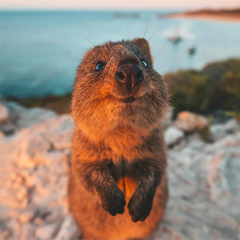 Why Quokkas The Animals In The World