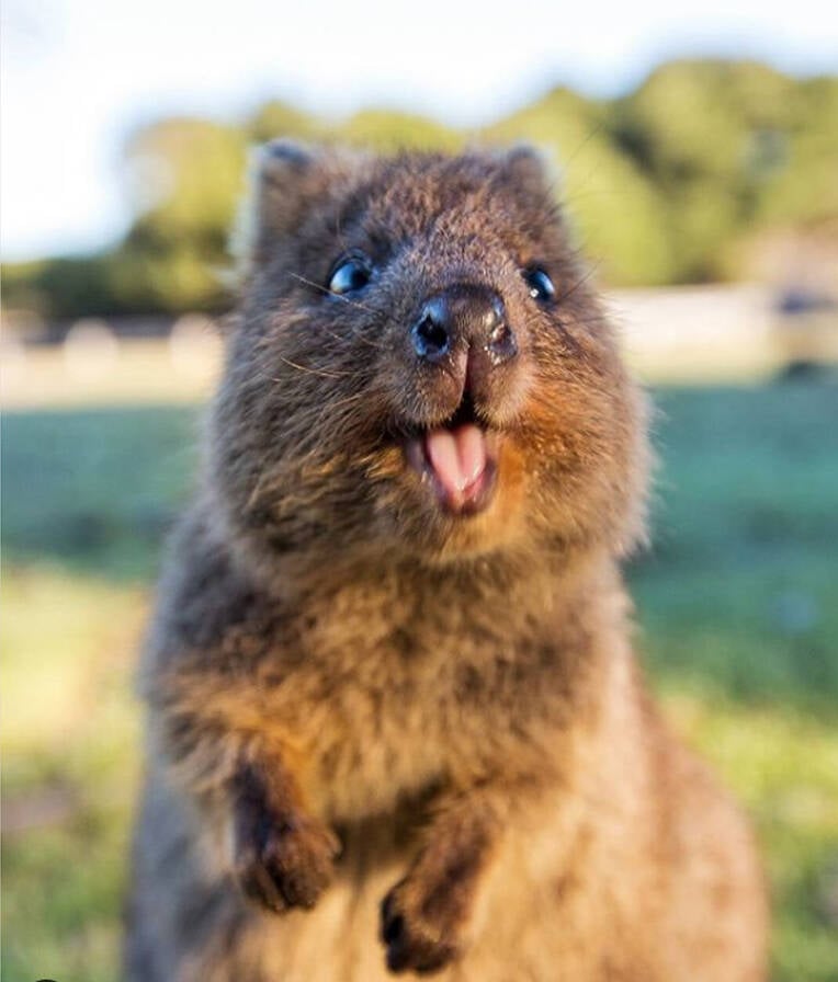 Quokka Quoakka Australia Cute Quokka Happy Animals