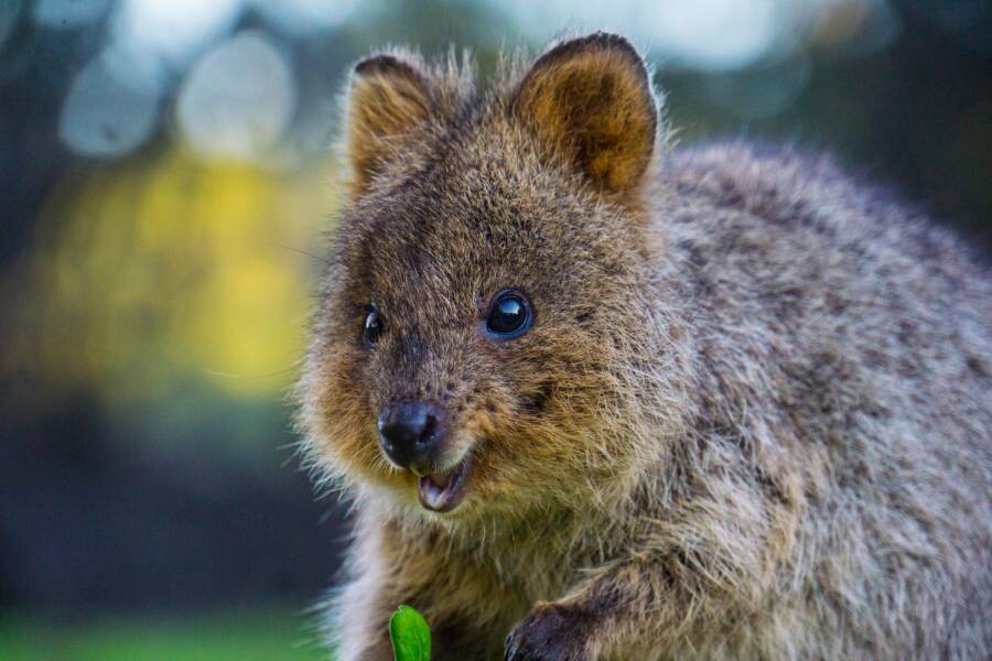 Meet The Quokka, The Smiling Marsupial Of Western Australia