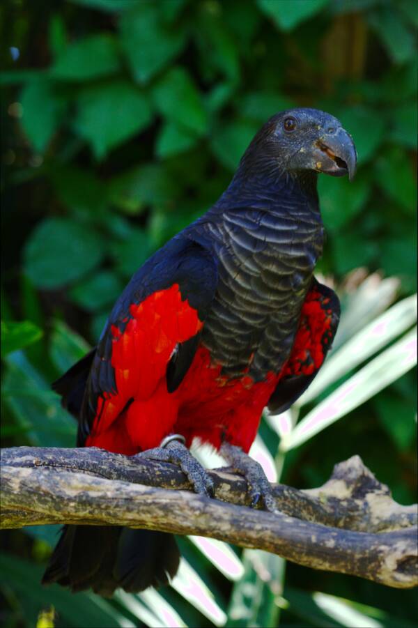 Red Body Dracula Parrot