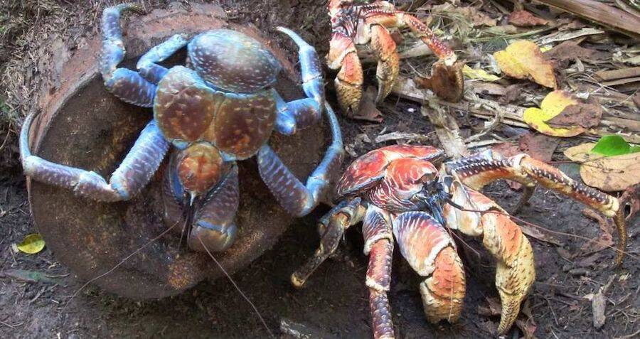 Coconut Crabs 'Talk' A Lot During Sex, Study Finds