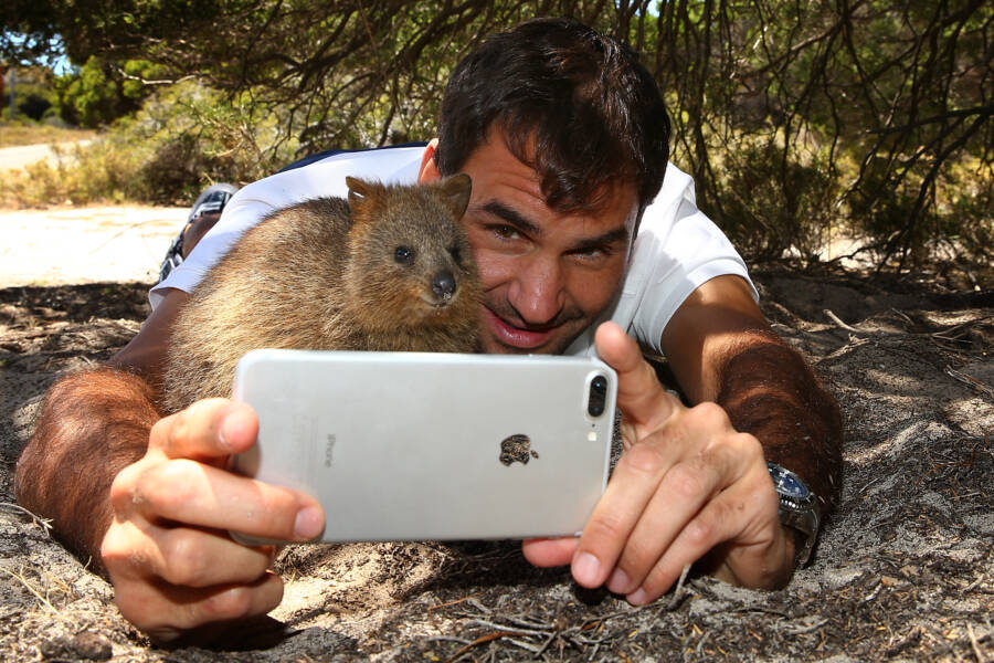 Roger Federer Quokka Selfie