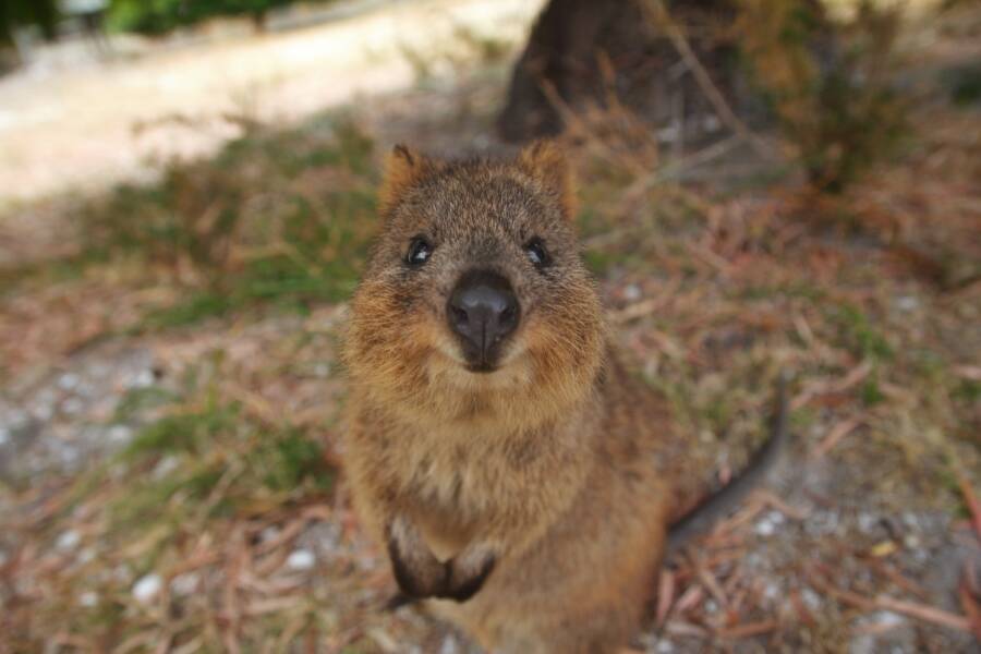 Meet The Quokka, The Smiling Marsupial Of Western Australia