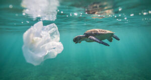 Sea Turtle Near Plastic