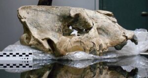 Smilodon Populator Skull
