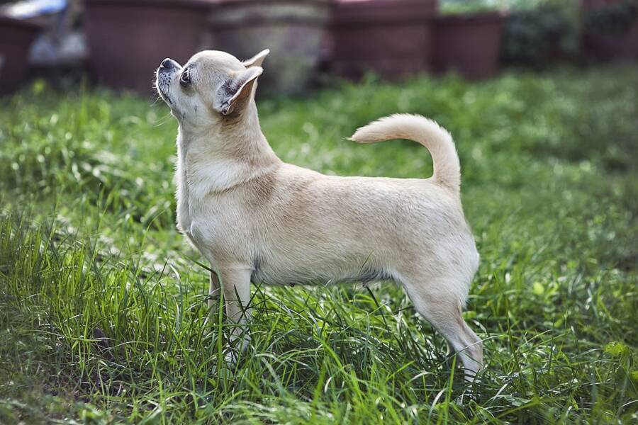 Standing Chihuahua