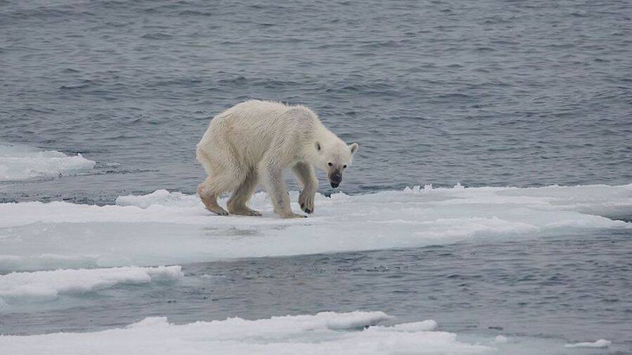 Starving And Emaciated Polar Bear