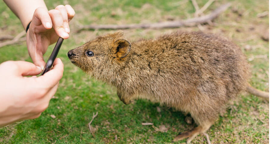Meet The Quokka, The Smiling Marsupial Of Western Australia