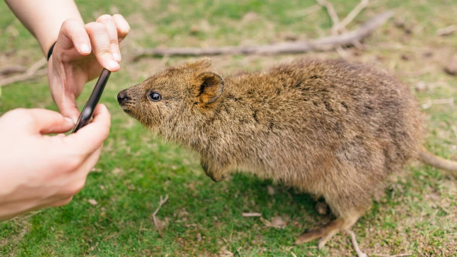 Meet The Quokka, The Smiling Marsupial Of Western Australia