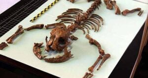 Tiny Roman Dog Bones