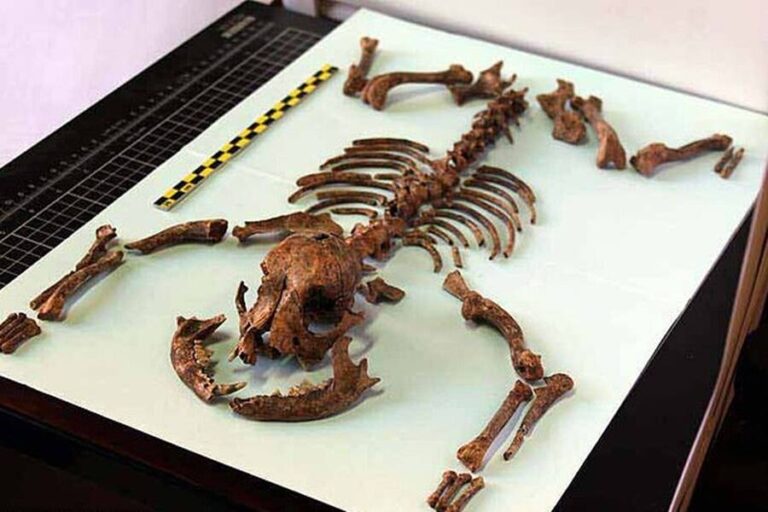 Even 2,000 Years Ago, Ancient Romans Had Pet 'Toy' Dogs Like Chihuahuas
