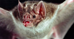 Vampire Bat