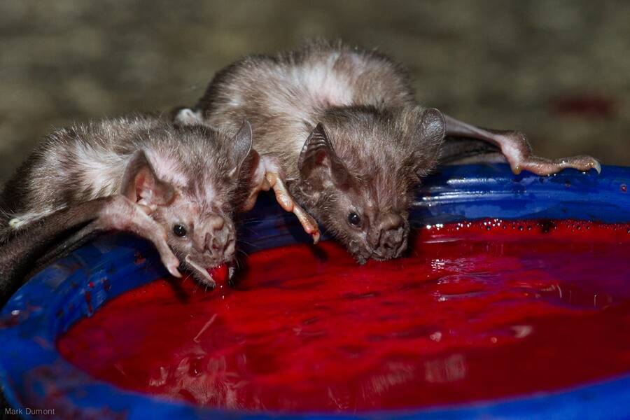 Vampire Bats Feeding