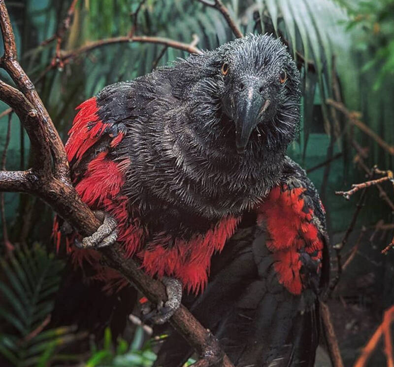 Wet Dracula Parrot