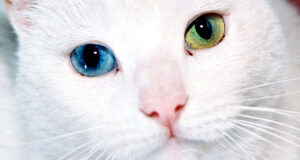 White Cat With Two Toned Eyes