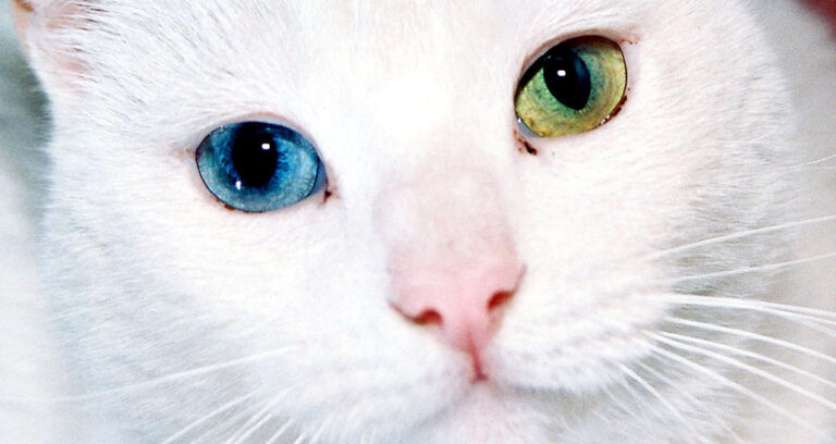 White Cat With Two Toned Eyes