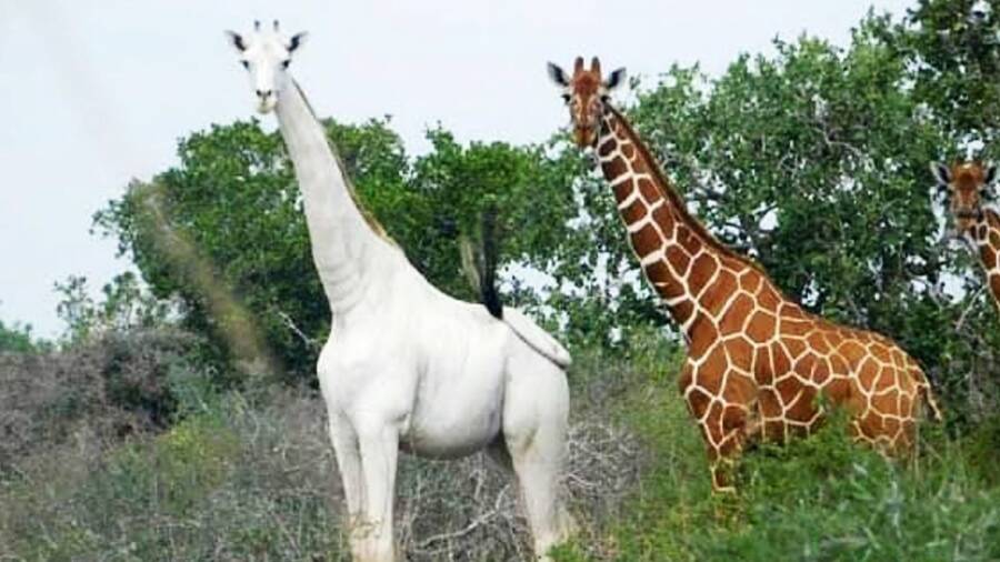 White Giraffe In Kenya
