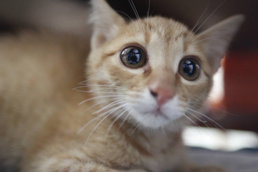 Everything You Ever Wanted To Know About Cat Eyes