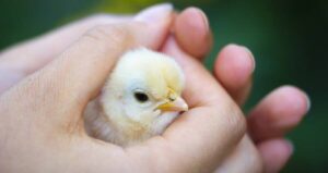 Baby Chick