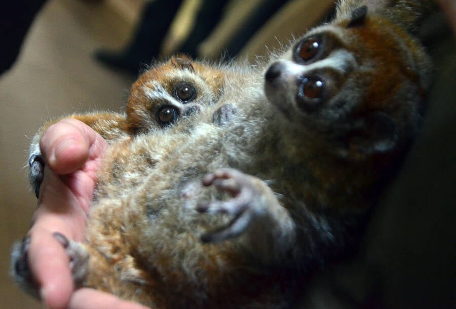 Baby Slow Loris