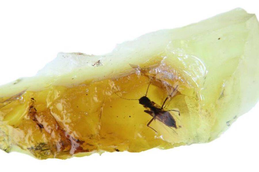Biting Midge Trapped In Amber