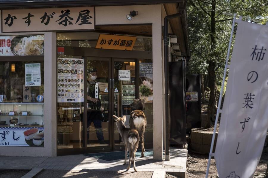 Deer In Front Of Japanese Cafe