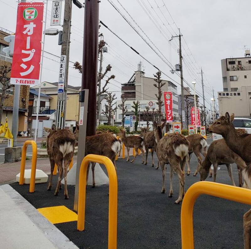 Deers In Japan