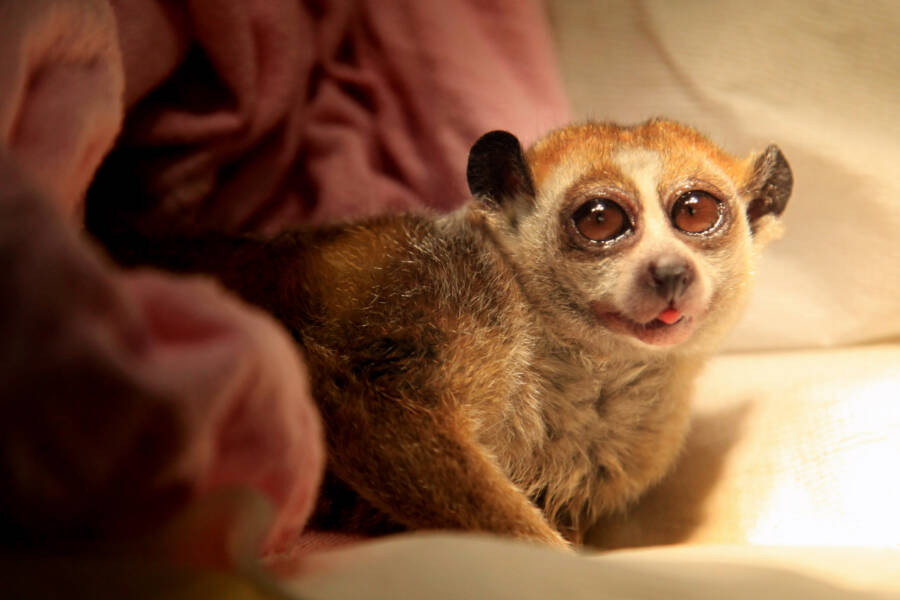 How The Adorable Slow Loris Is Threatened By Selfie Tourism