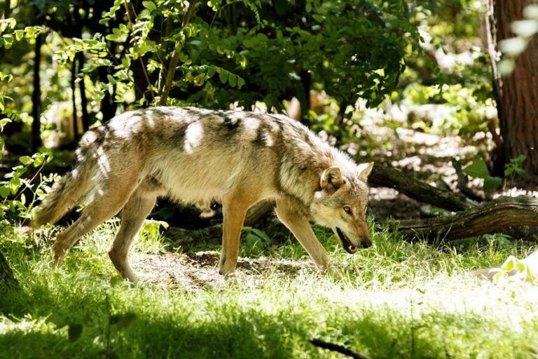 European Gray Wolf Spotted Again In France After A Century Missing