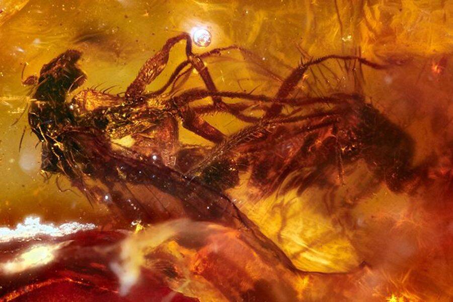 Fornicating Flies Trapped In Amber