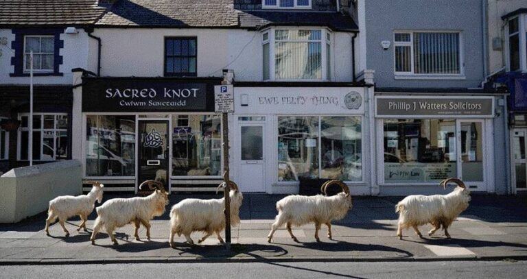Goats Walking Through Welsh Town
