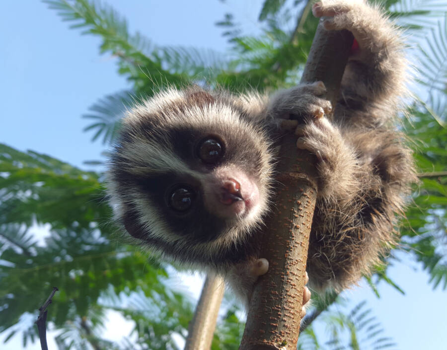 Hanging Cute Baby Loris