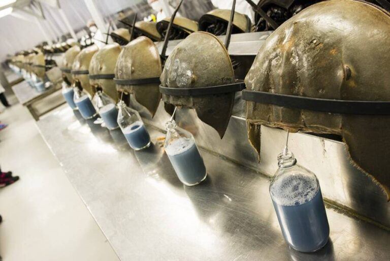 Why Horseshoe Crab Blood Is Essential For The Survival Of Humankind