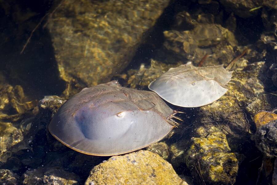 Horseshoe Crabs In The Water