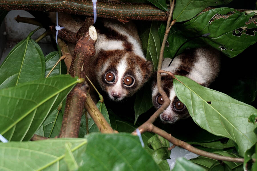 Indonesian Loris Hiding Tree